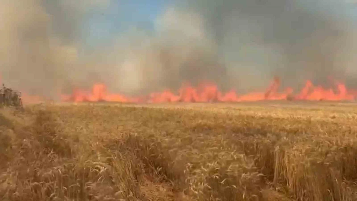 Tekirdağ'da sigara yangını: 100 dekar buğday tarlası yandı