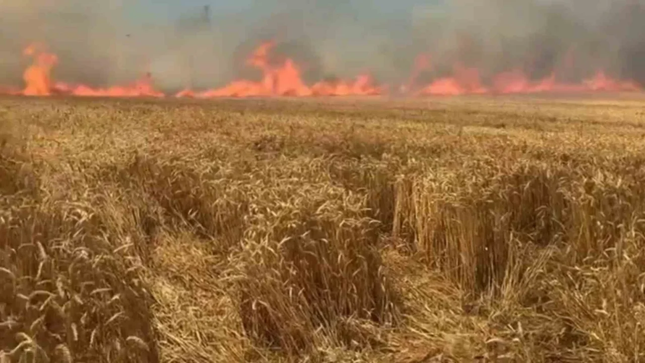 Tekirdağ'da sigara yangını: 100 dekar buğday tarlası yandı
