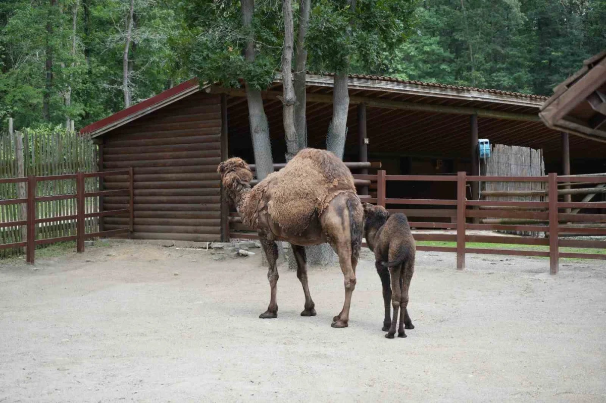 Ormanya'da yavru deve heyecanı: Kıvırcık büyüyor