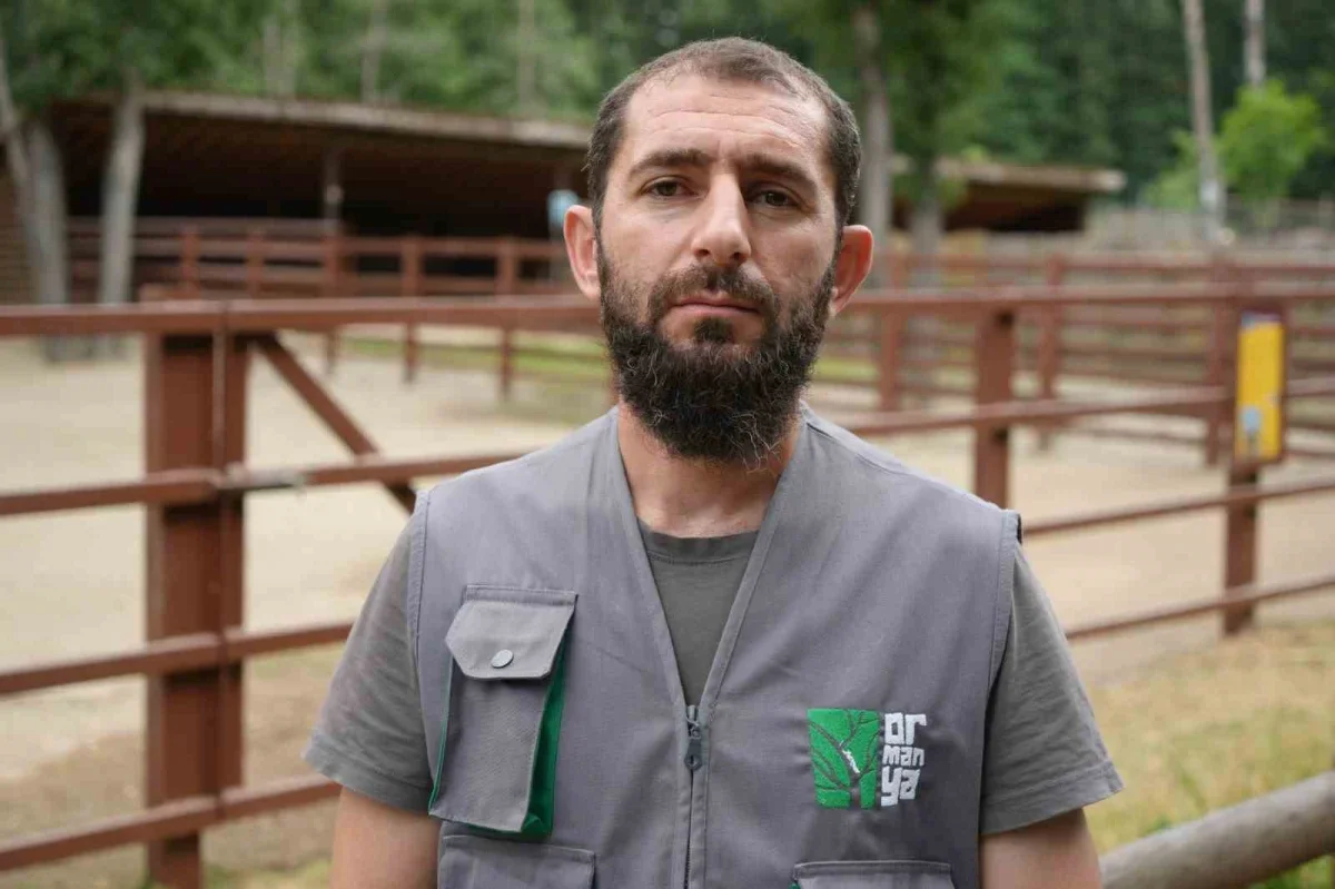 Ormanya'da yavru deve heyecanı: Kıvırcık büyüyor