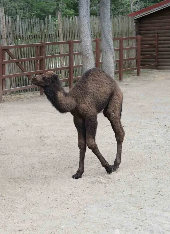 Ormanya'da yavru deve heyecanı: Kıvırcık büyüyor