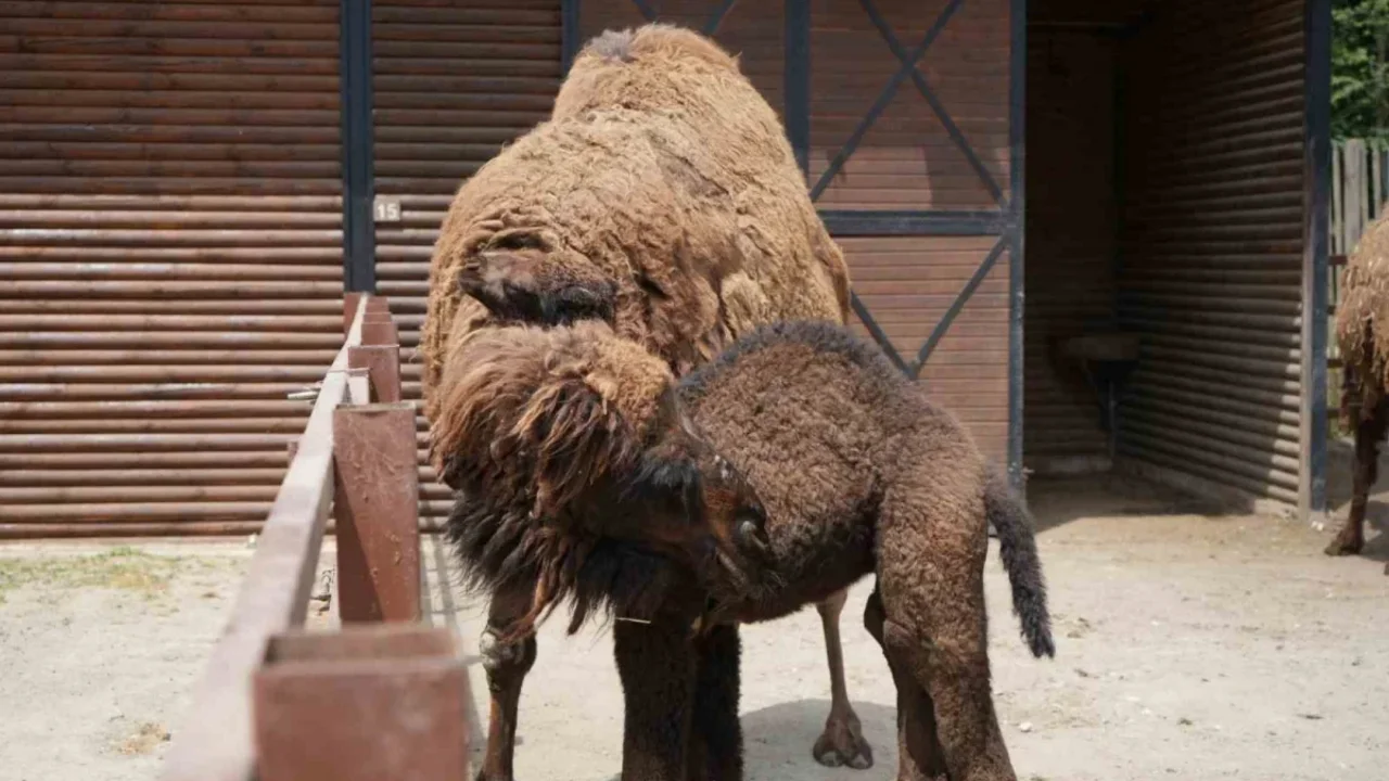 Ormanya'da yavru deve heyecanı: Kıvırcık büyüyor