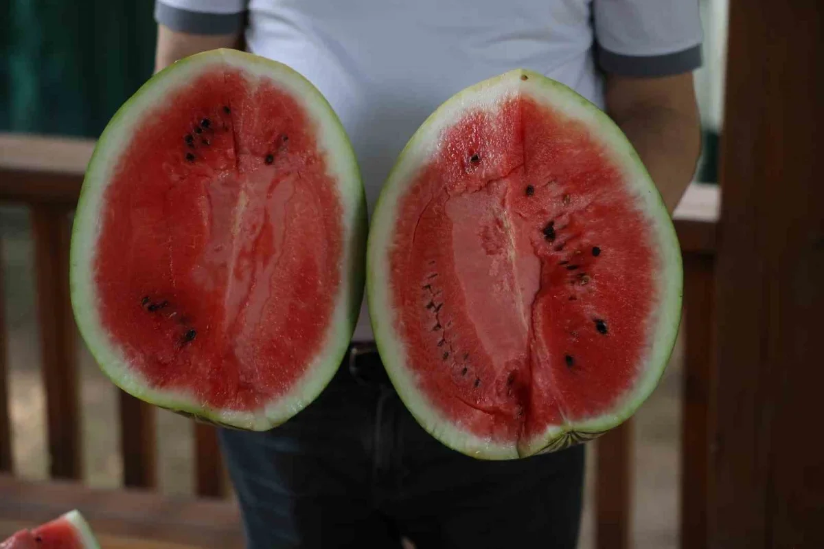 Adana karpuzu nasıl seçilir? Uzmanından püf noktaları
