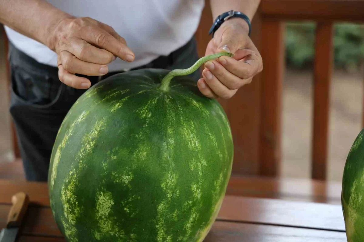 Adana karpuzu nasıl seçilir? Uzmanından püf noktaları
