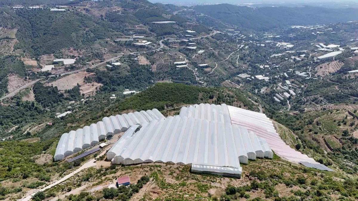 Alanya'da muz fiyatı krizi: Serada 30 lira, pazarda 120 lira