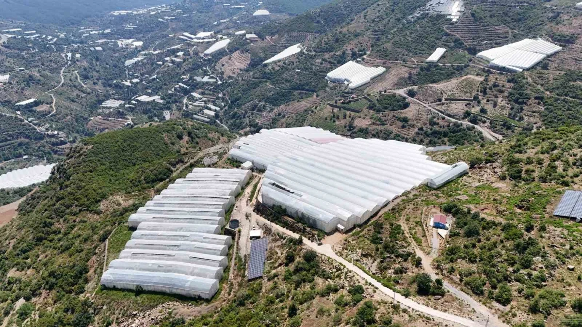Alanya'da muz fiyatı krizi: Serada 30 lira, pazarda 120 lira