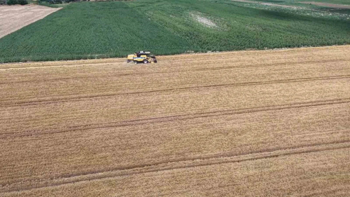 Tekirdağ'da arpa hasadı başladı, rekolte beklentisi yükseldi