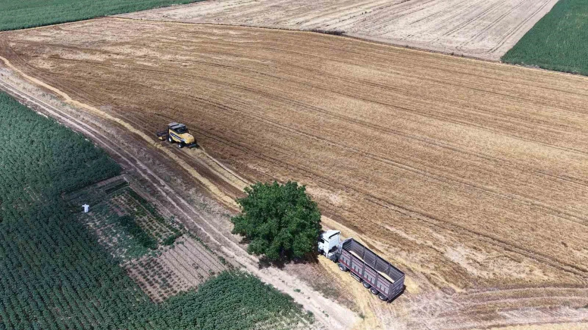 Tekirdağ'da arpa hasadı başladı, rekolte beklentisi yükseldi