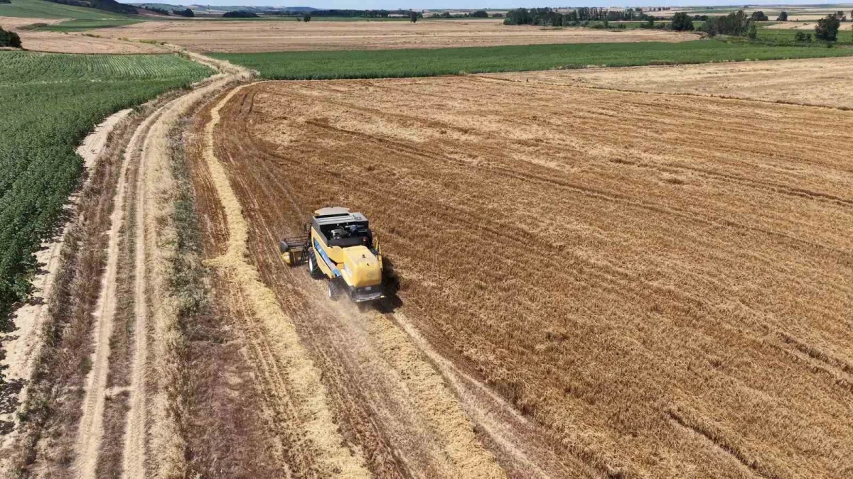 Tekirdağ'da arpa hasadı başladı, rekolte beklentisi yükseldi
