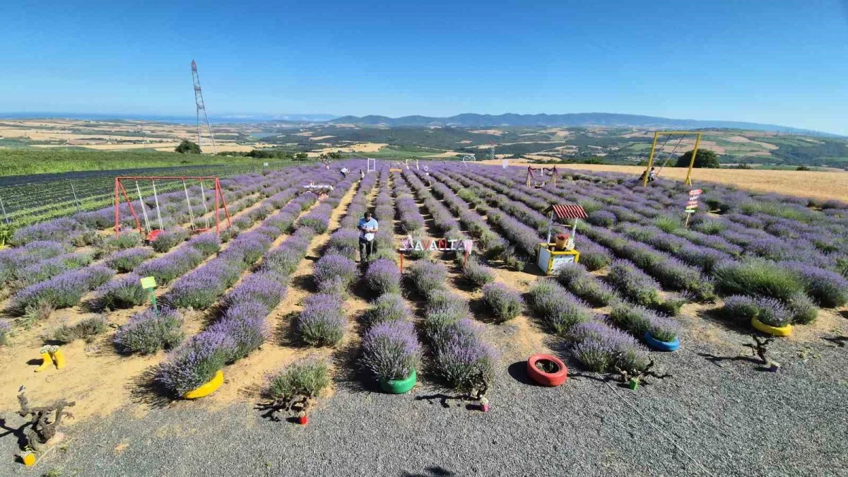 Tekirdağ lavanta tarlaları İstanbul'un kaçış rotası oldu