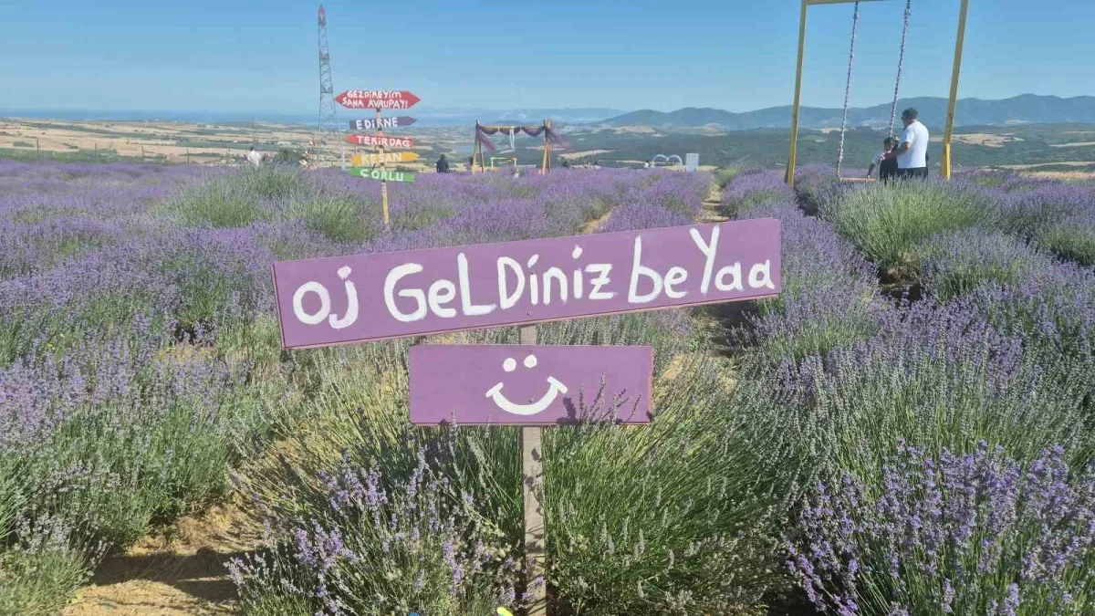 Tekirdağ lavanta tarlaları İstanbul'un kaçış rotası oldu