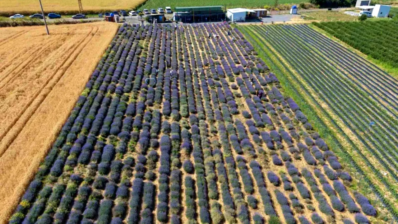 Tekirdağ lavanta tarlaları İstanbul'un kaçış rotası oldu