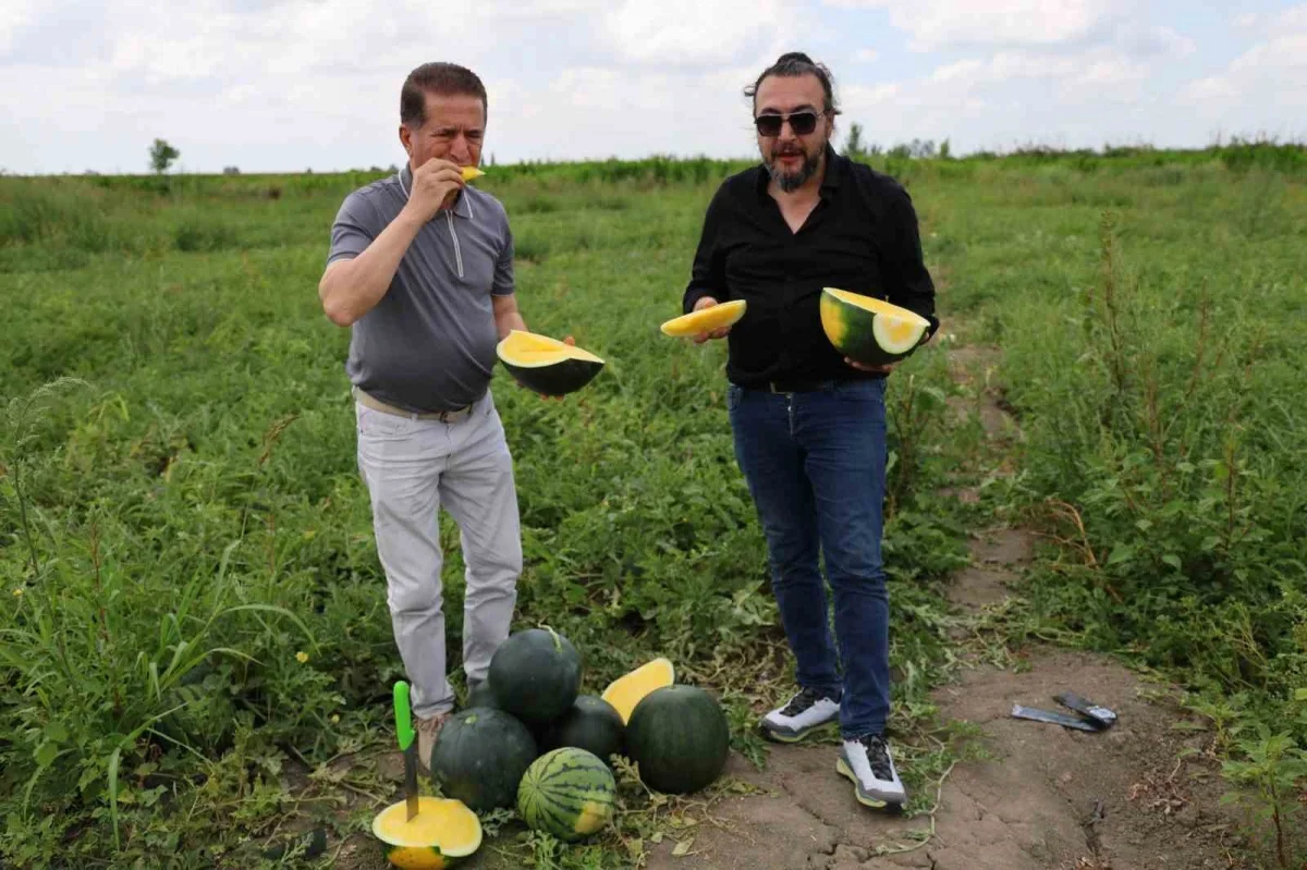 Adana'da sarı karpuz ilgisi arttı: Kilosu 30 liraya çıkıyor