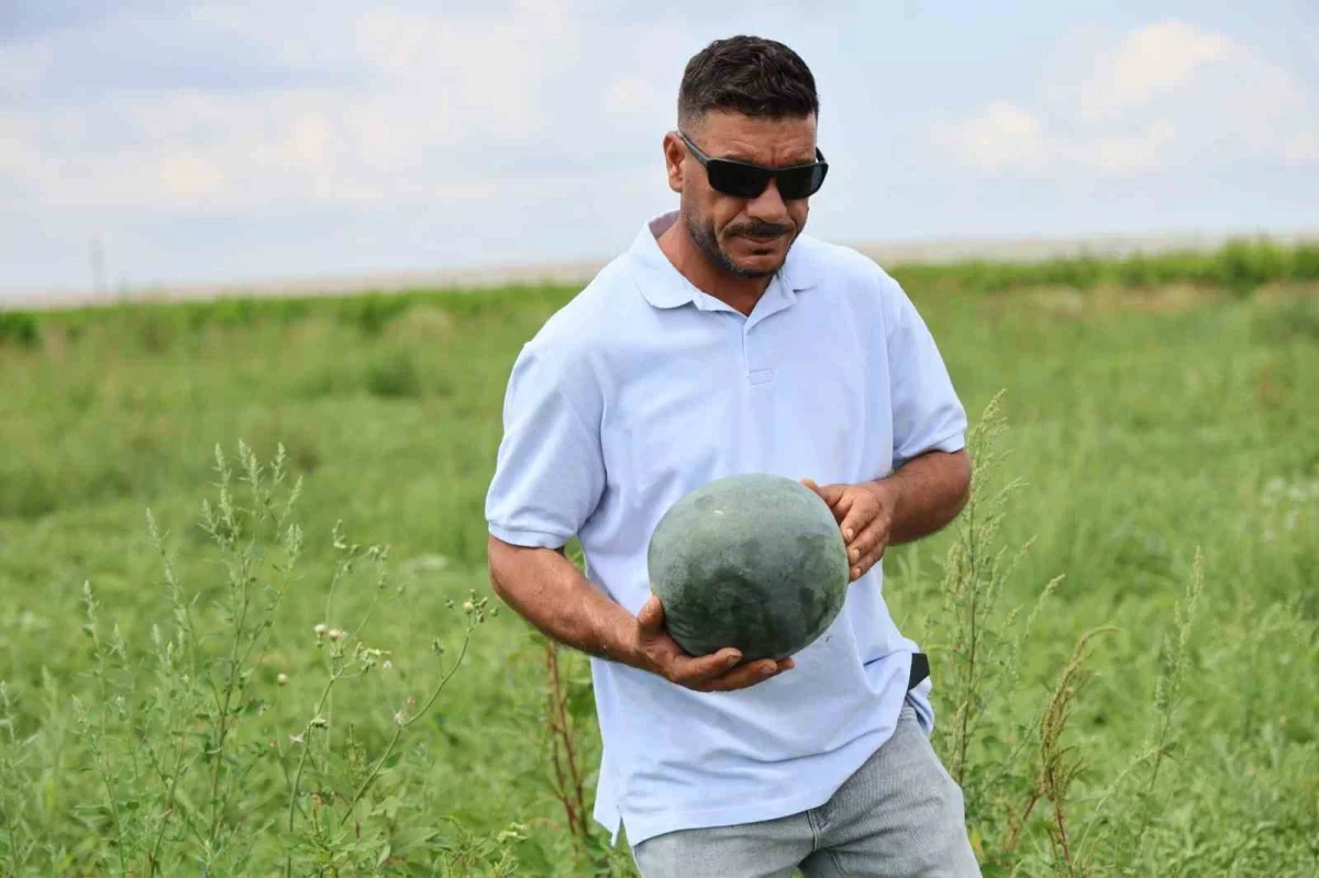 Adana'da sarı karpuz ilgisi arttı: Kilosu 30 liraya çıkıyor