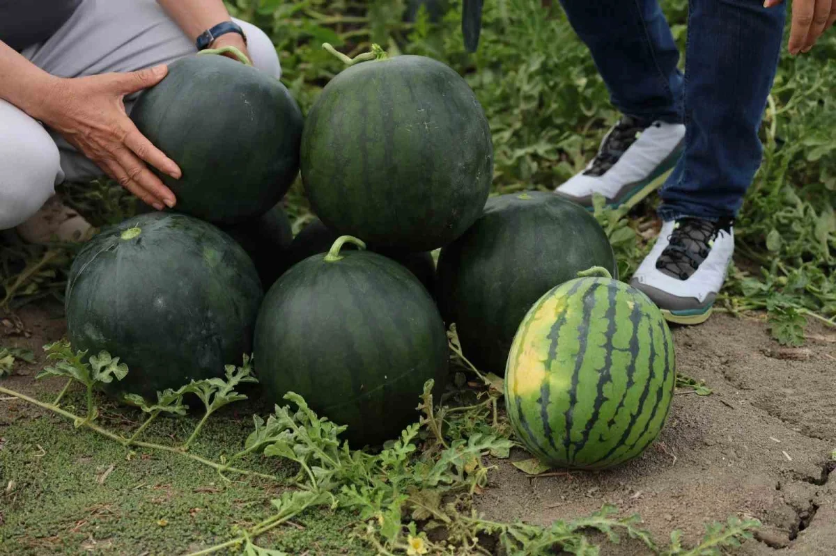 Adana'da sarı karpuz ilgisi arttı: Kilosu 30 liraya çıkıyor
