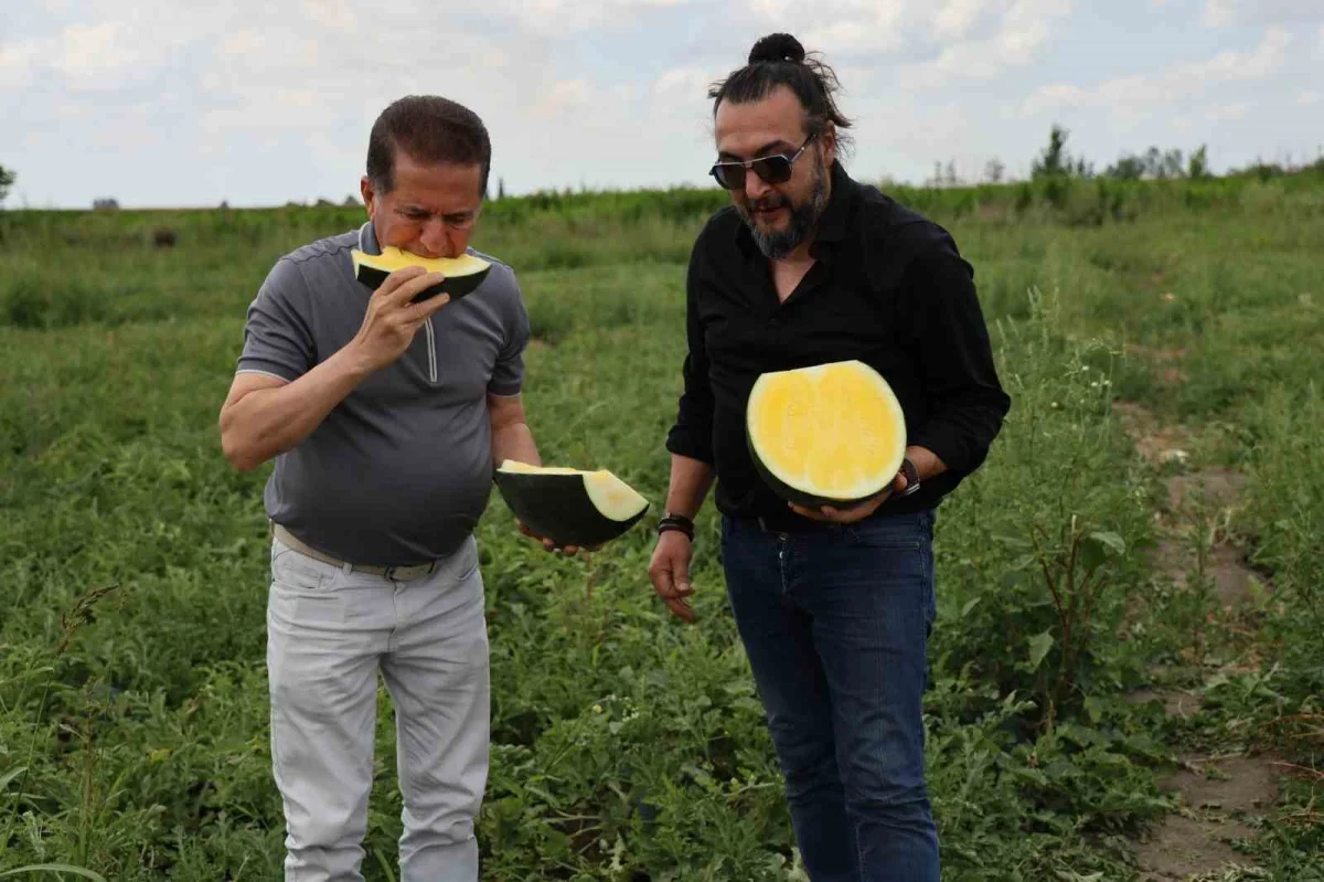 Adana'da sarı karpuz ilgisi arttı: Kilosu 30 liraya çıkıyor
