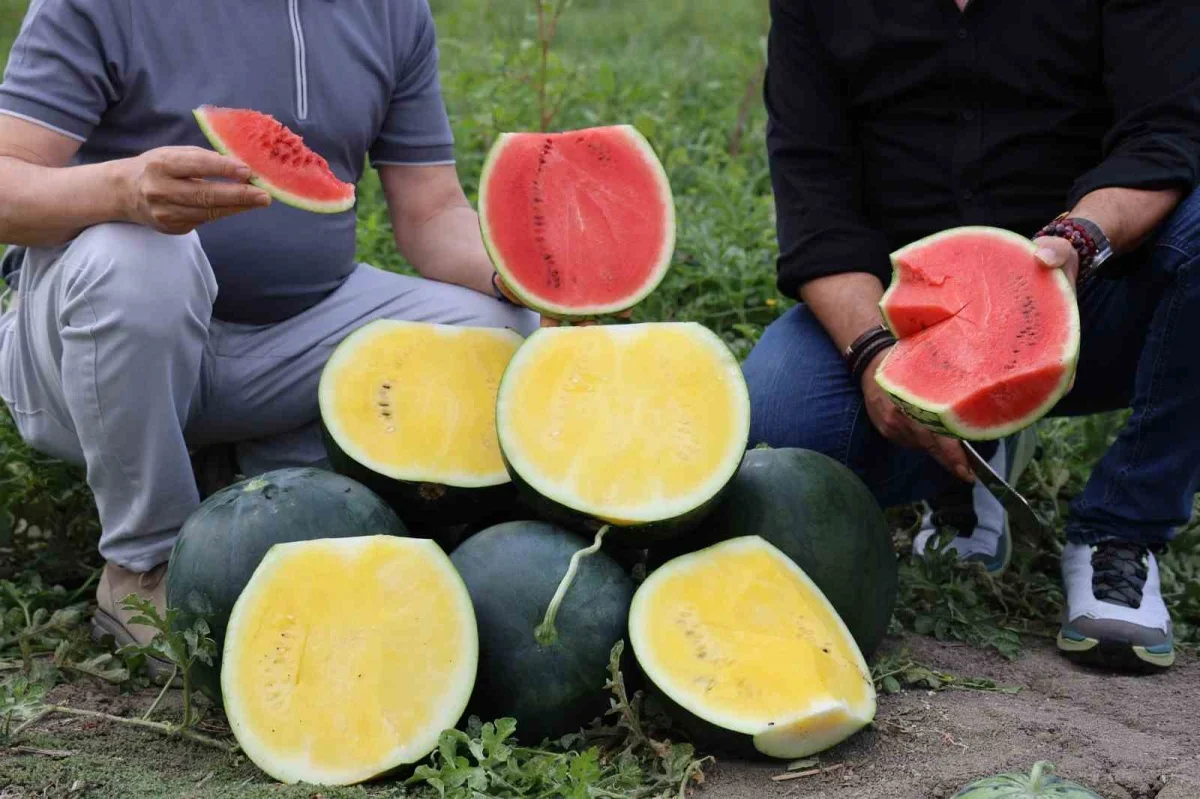 Adana'da sarı karpuz ilgisi arttı: Kilosu 30 liraya çıkıyor