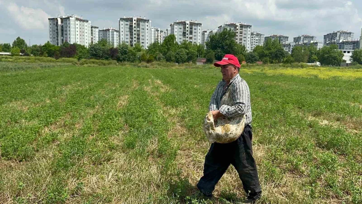 Hasanağa enginarı beton baskısı altında üretim mücadelesi veriyor