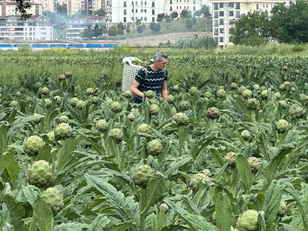 Hasanağa enginarı beton baskısı altında üretim mücadelesi veriyor
