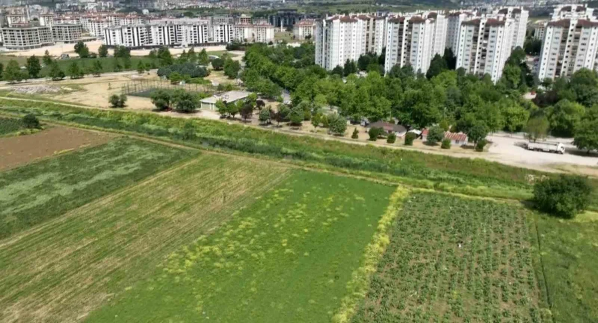 Hasanağa enginarı beton baskısı altında üretim mücadelesi veriyor