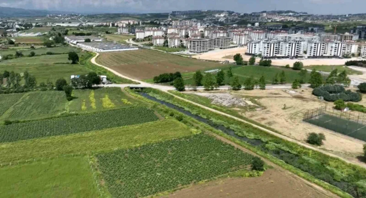 Hasanağa enginarı beton baskısı altında üretim mücadelesi veriyor