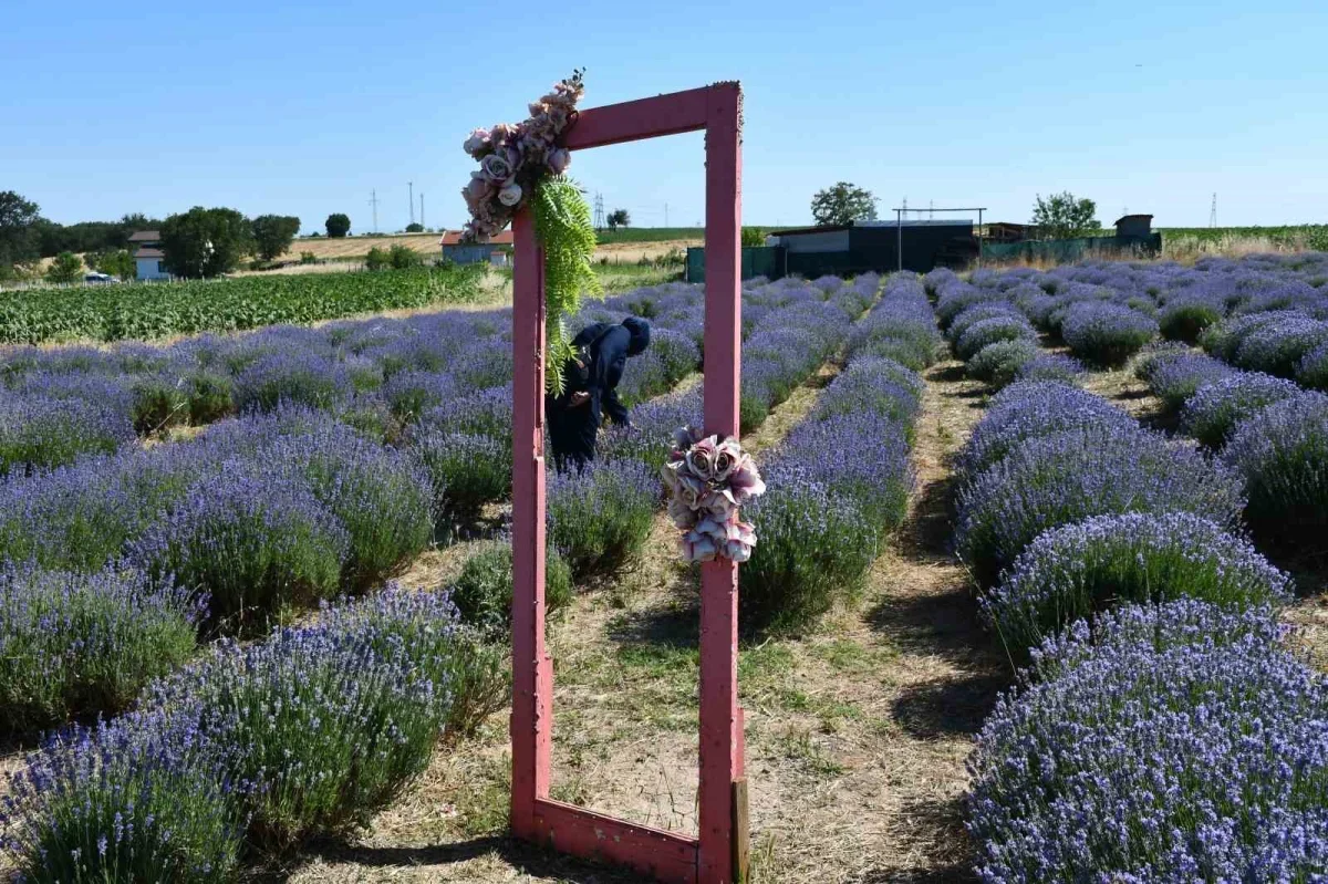 Kırklareli'nde lavanta bahçeleri fotoğraf tutkunlarını çekiyor