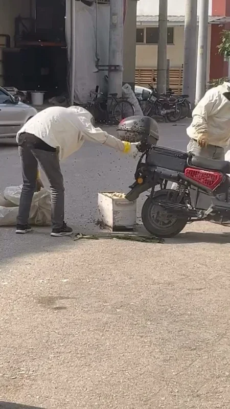 İnegöl'de arılar motosiklette oğul verdi, vatandaşlar panik yaşadı