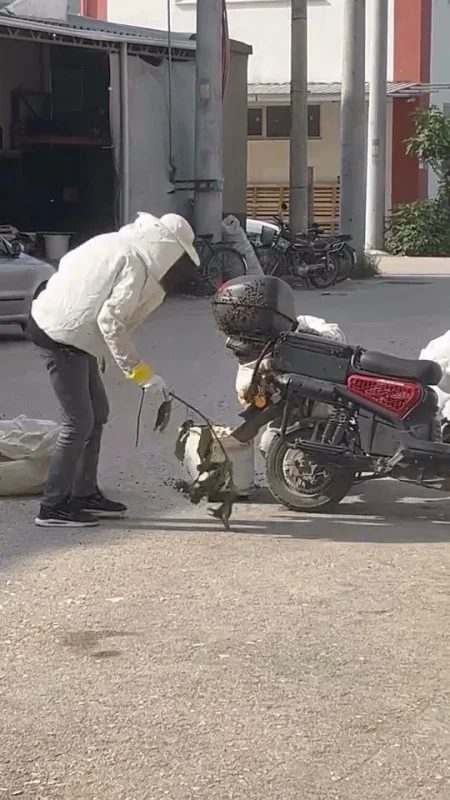 İnegöl'de arılar motosiklette oğul verdi, vatandaşlar panik yaşadı