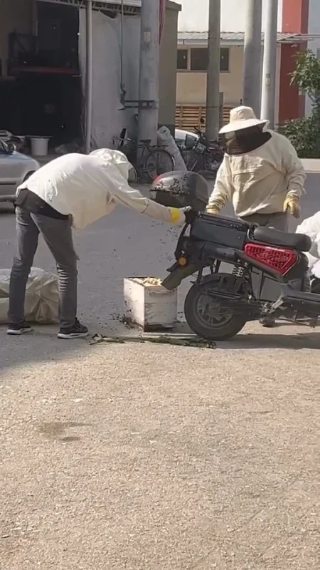 İnegöl'de arılar motosiklette oğul verdi, vatandaşlar panik yaşadı