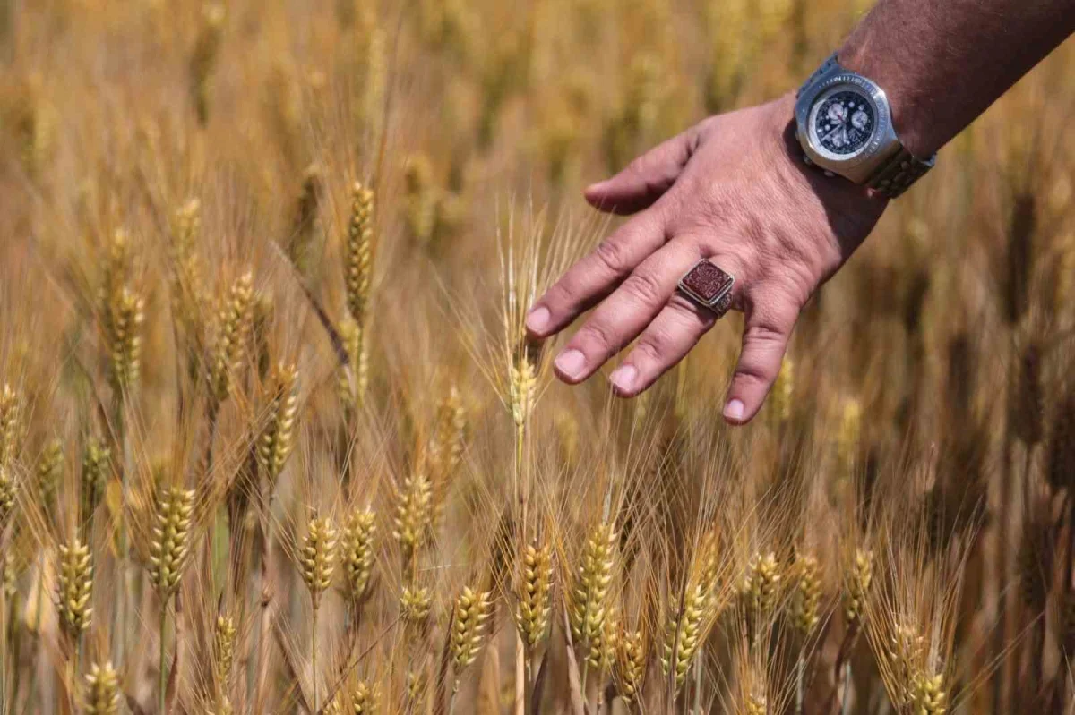 Arpa fiyatları düştü: Üretici endişeli, besici memnun