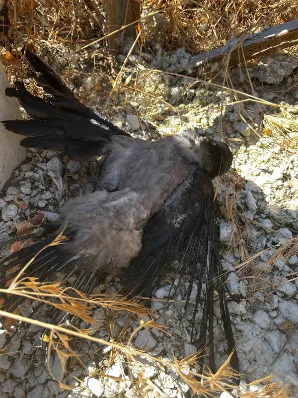 Çanakkale'de elektrik tellerine çarpan karga yangına yol açtı