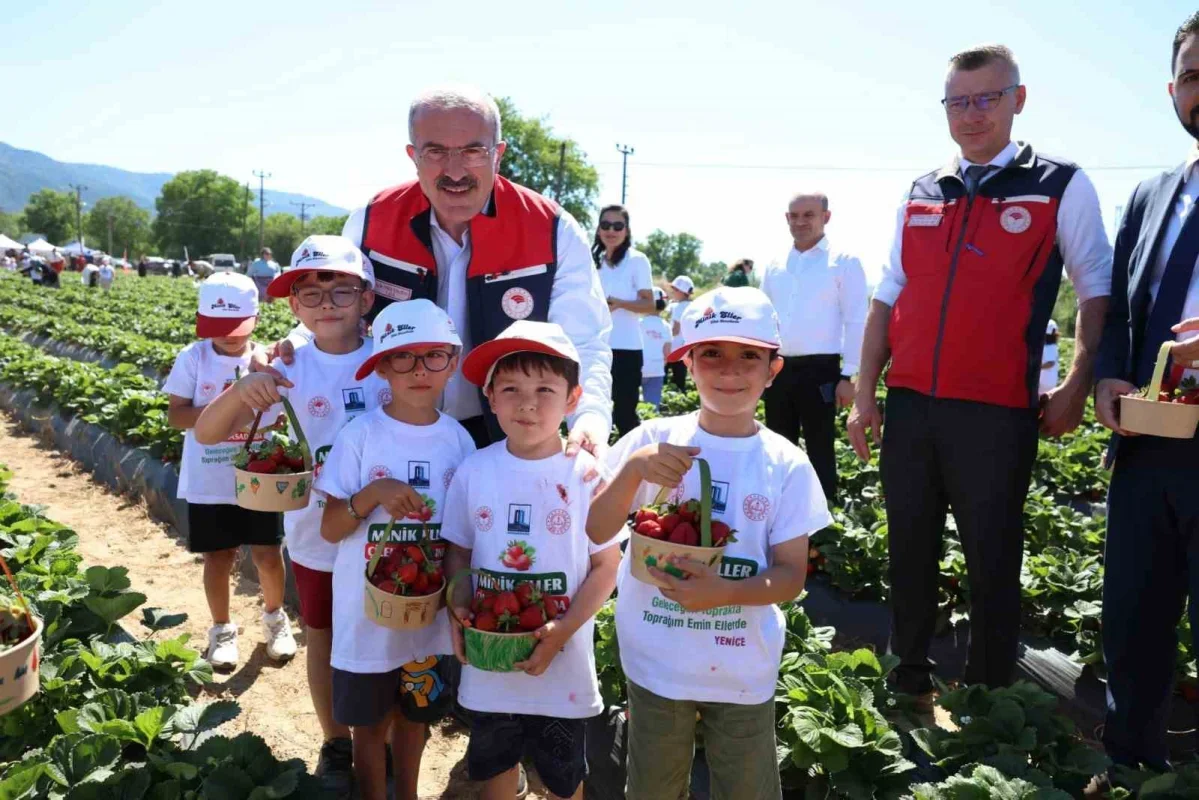 Yenice çileğinde hasat şenliği yapıldı: 48 bin ton üretim
