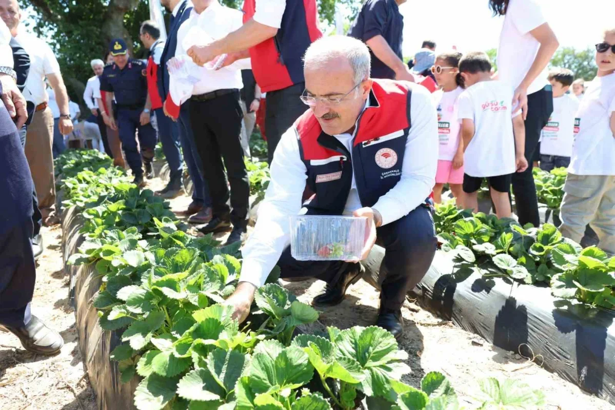 Yenice çileğinde hasat şenliği yapıldı: 48 bin ton üretim
