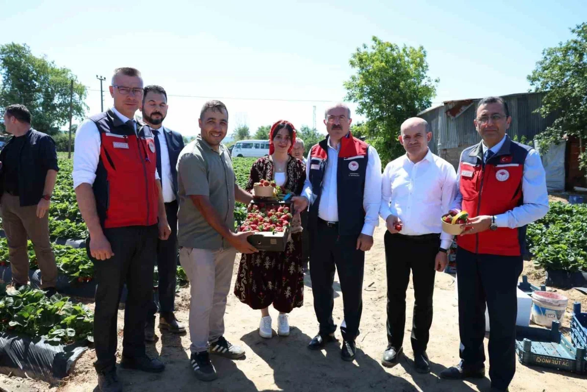 Yenice çileğinde hasat şenliği yapıldı: 48 bin ton üretim