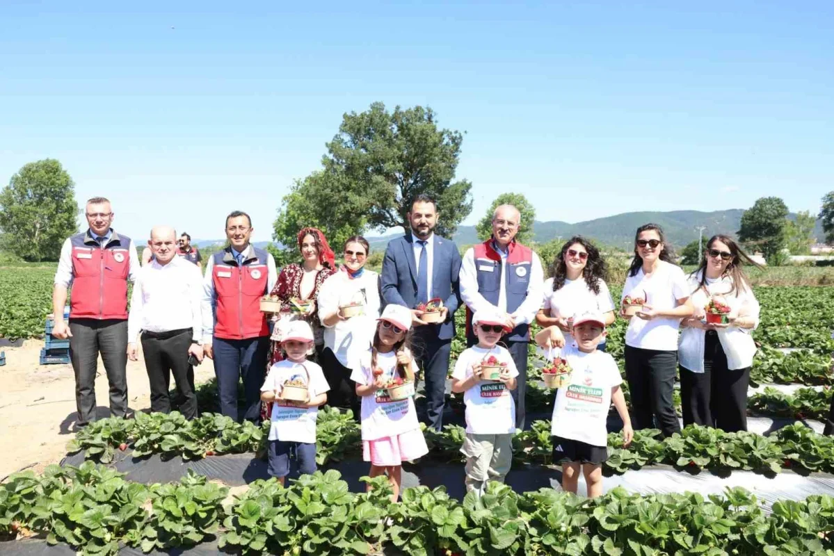 Yenice çileğinde hasat şenliği yapıldı: 48 bin ton üretim