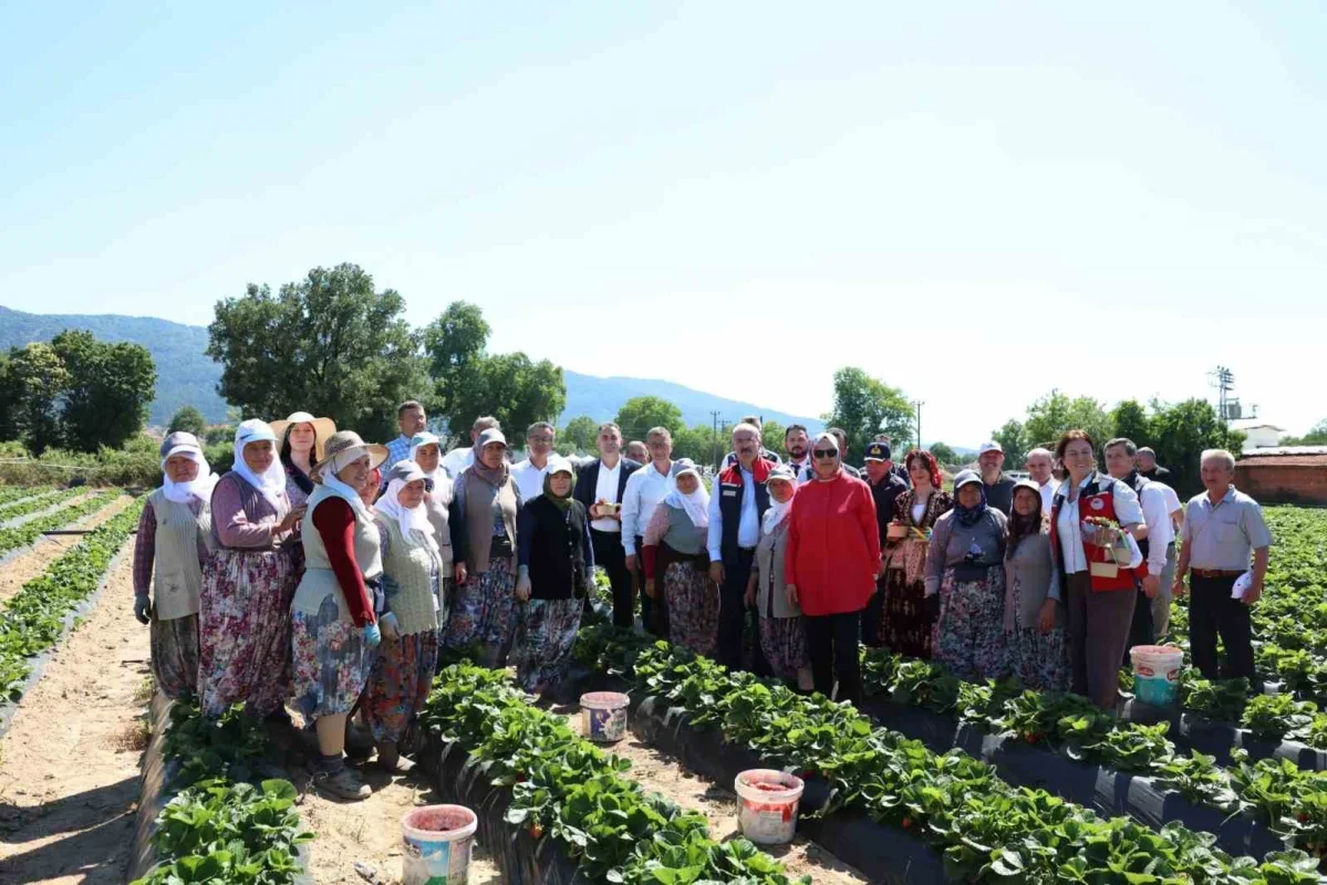 Yenice çileğinde hasat şenliği yapıldı: 48 bin ton üretim