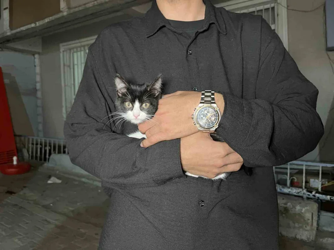 Küçükçekmece'de düşen kedi şemsiye ile kurtarıldı