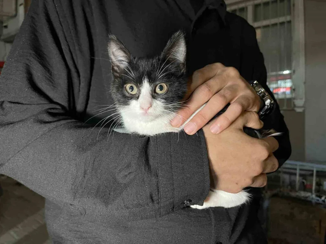 Küçükçekmece'de düşen kedi şemsiye ile kurtarıldı