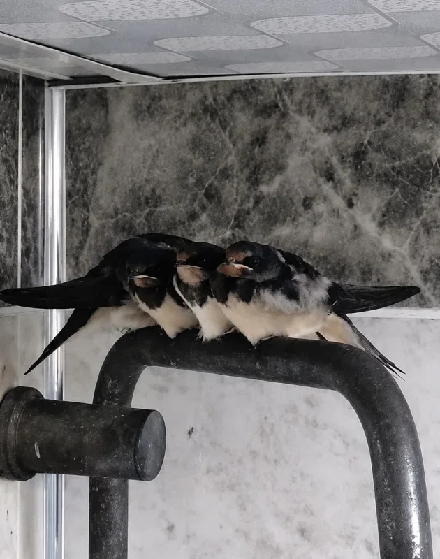 Tekirdağ'da 7 yıldır banyoda kırlangıçlarla yaşıyorlar