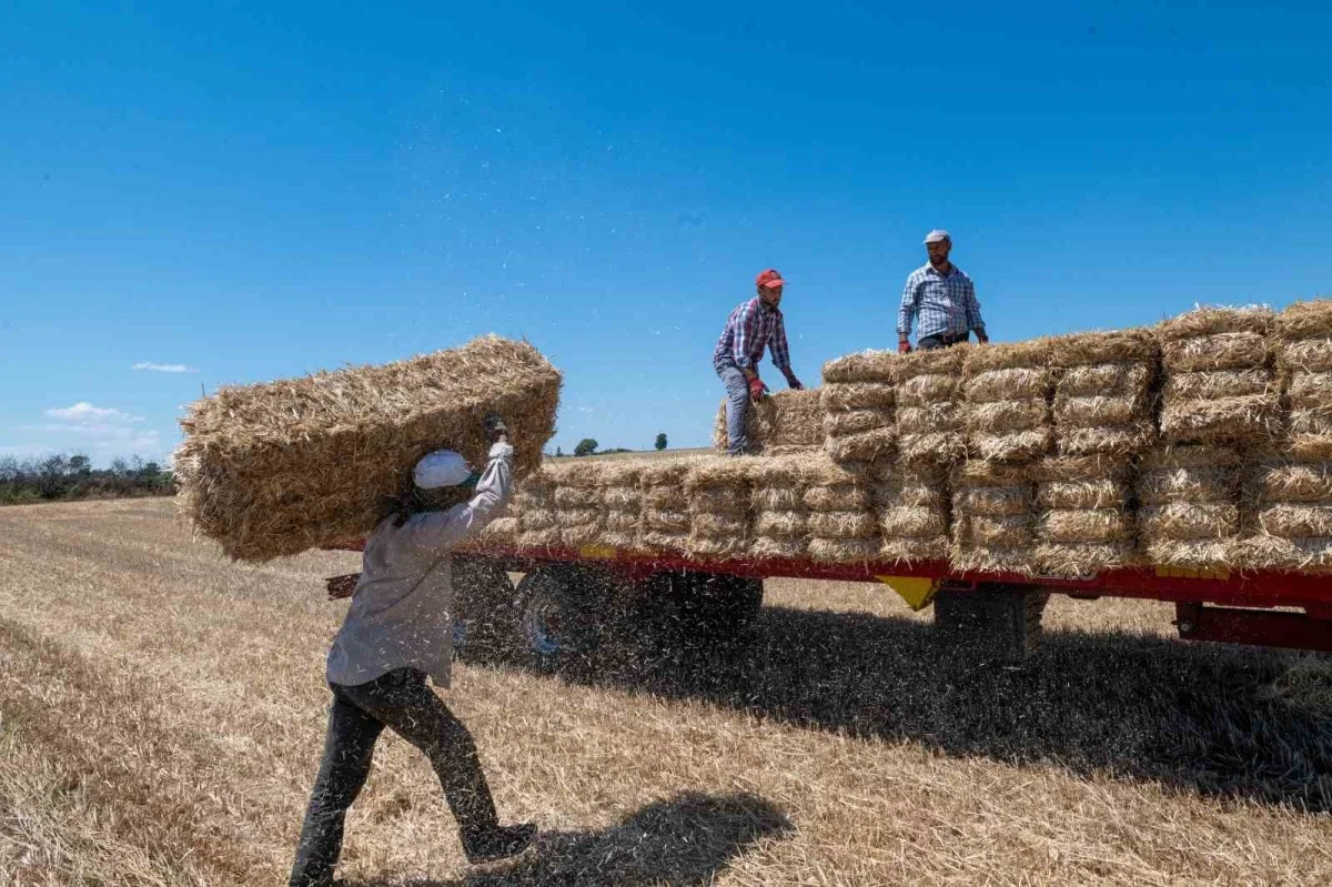 Kırklareli'nde saman balyası mesaisi: Günde 500 balya taşıyorlar
