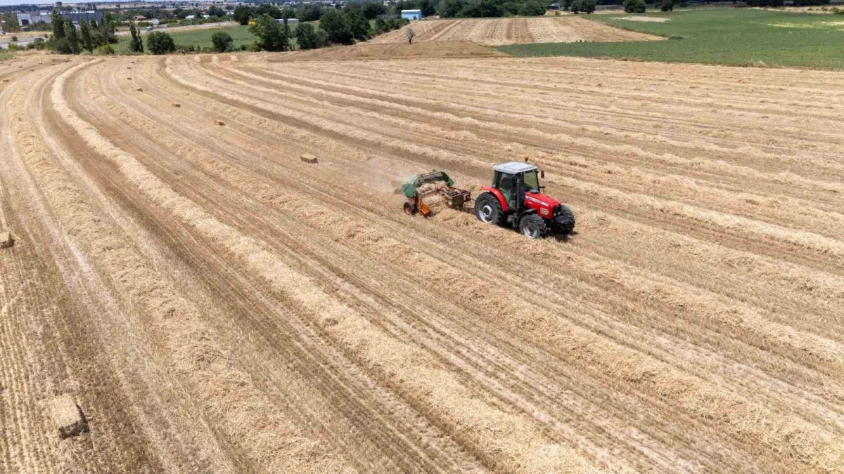 Kırklareli'nde saman balyası mesaisi: Günde 500 balya taşıyorlar