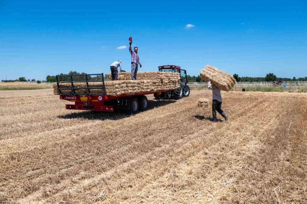 Kırklareli'nde saman balyası mesaisi: Günde 500 balya taşıyorlar