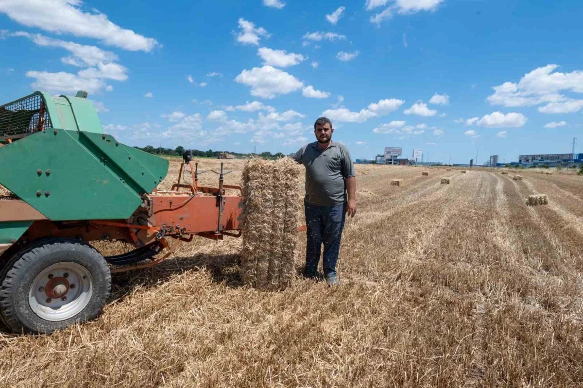 Kırklareli'nde saman balyası mesaisi: Günde 500 balya taşıyorlar
