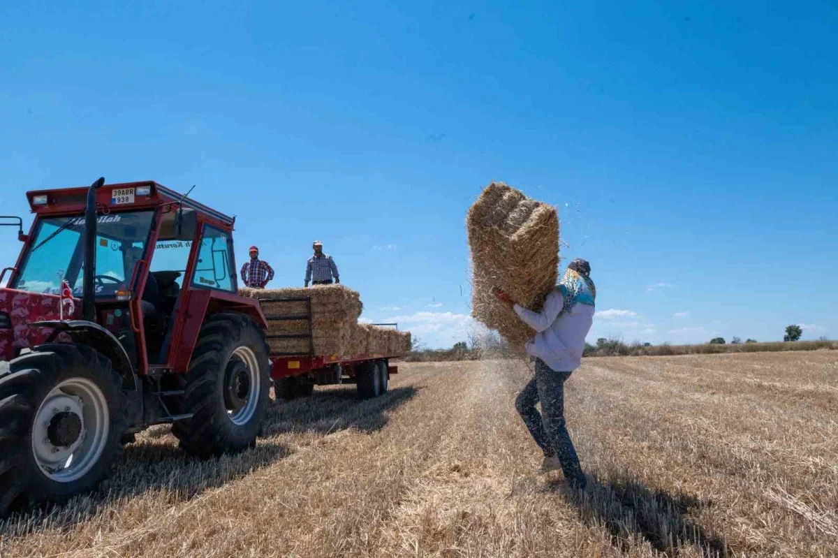 Kırklareli'nde saman balyası mesaisi: Günde 500 balya taşıyorlar