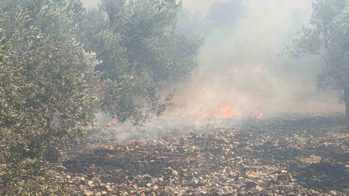 Edremit'te eski çöp depolama alanı yangını zeytinliklere sıçradı