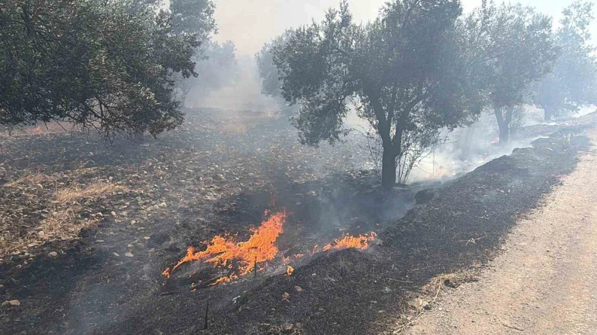 Edremit'te eski çöp depolama alanı yangını zeytinliklere sıçradı