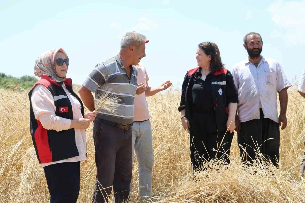 Adana Kozan'da karakılçık buğdayı yeniden üretime kazandırıldı