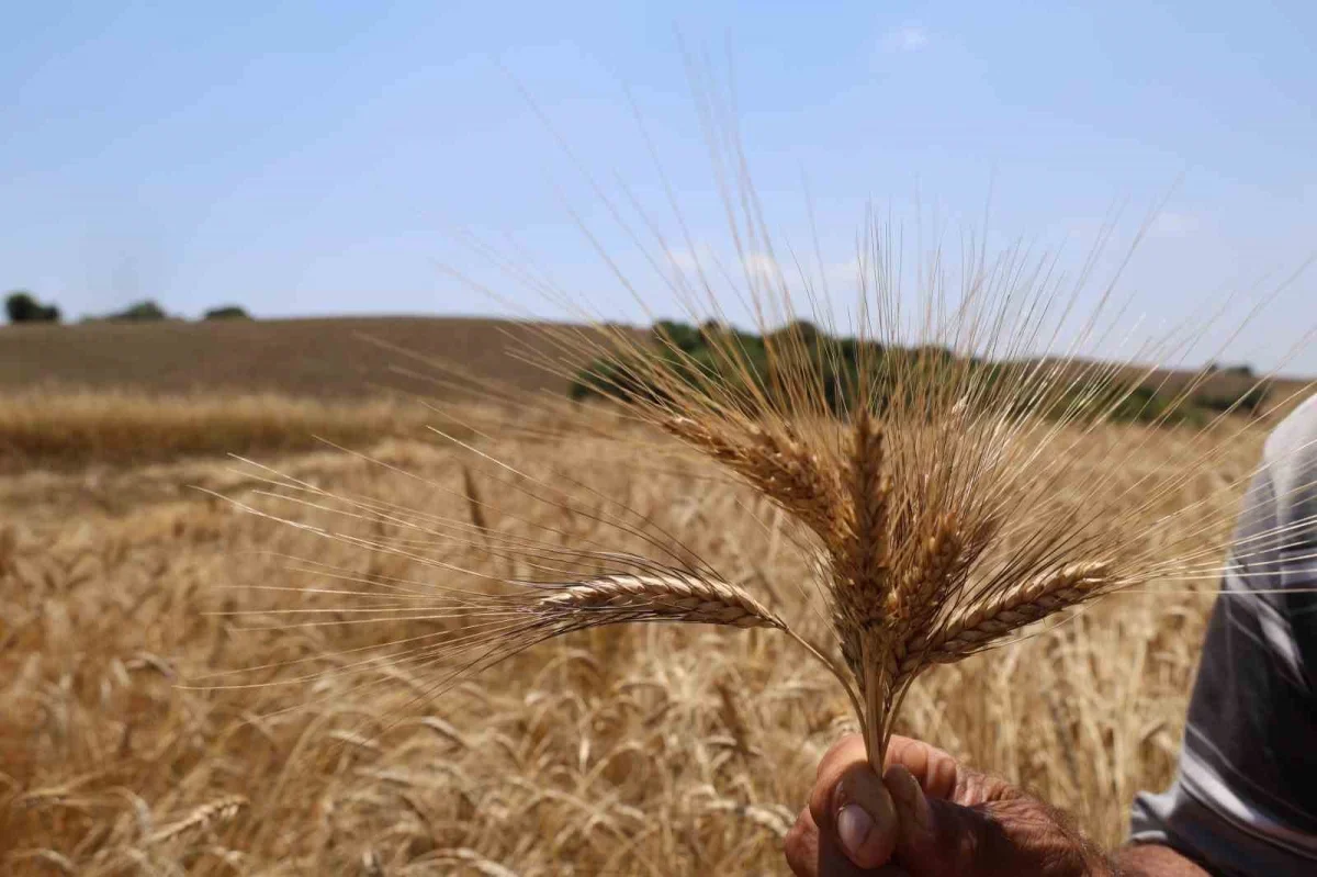 Adana Kozan'da karakılçık buğdayı yeniden üretime kazandırıldı