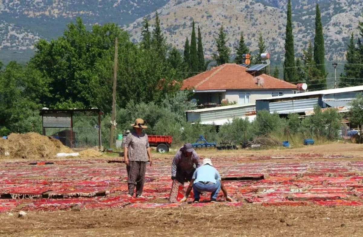 Antalya'daki halı tarlası turistlerin yeni ilgi odağı oldu