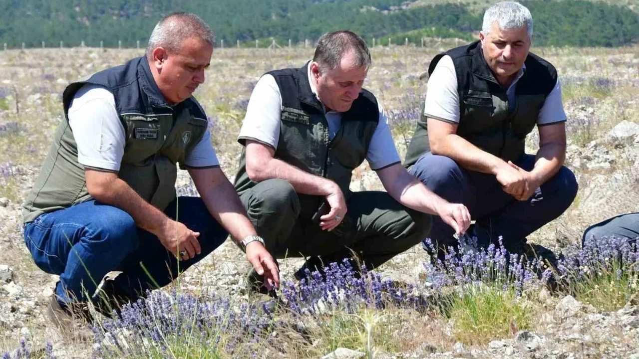 Edremit'te eski maden sahası Kumluca Bal Ormanı'na dönüştü